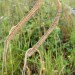 Toothache Grass